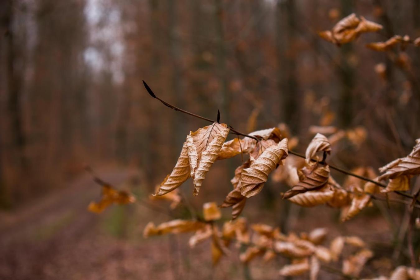 Hof Am Horn - Fewos In Der Natur Laichingen Zewnętrze zdjęcie